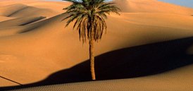 Rajasthan Travel Packages